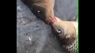 Loveehhhh Video